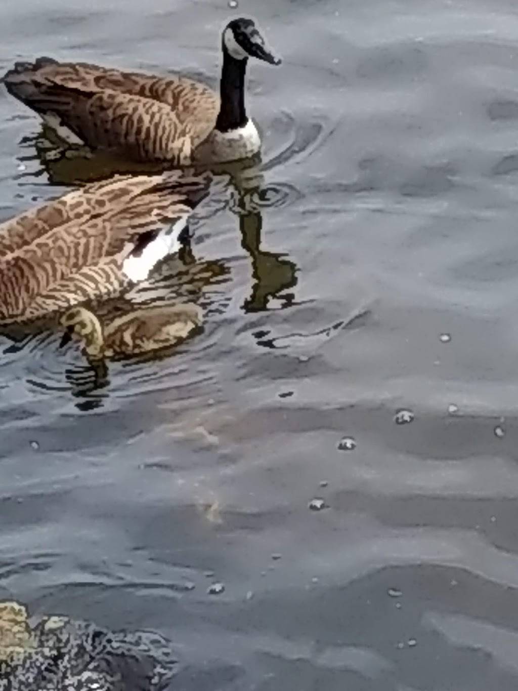 Subway | restaurant | 6733 W North Ave, Wauwatosa, WI 53213, USA | 4142571070 OR +1 414-257-1070