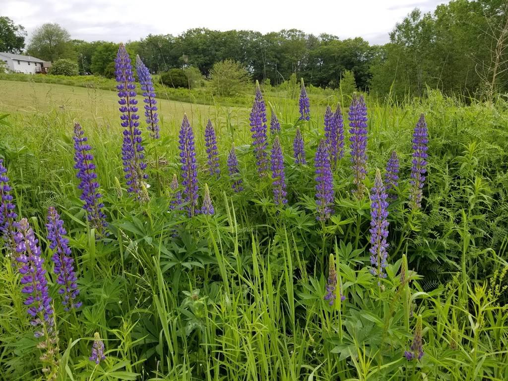 Ships Chow Hall | restaurant | 277 Bath Rd, Wiscasset, ME 04578, USA | 2078825530 OR +1 207-882-5530