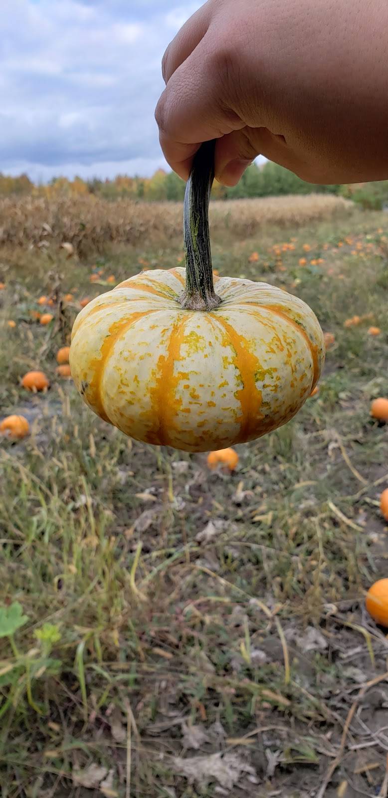 Verger Labonté | restaurant | 2291 Boulevard Perrot, Notre-Dame-de-lÎle-Perrot, QC J7V 8P4, Canada | 5144535379 OR +1 514-453-5379