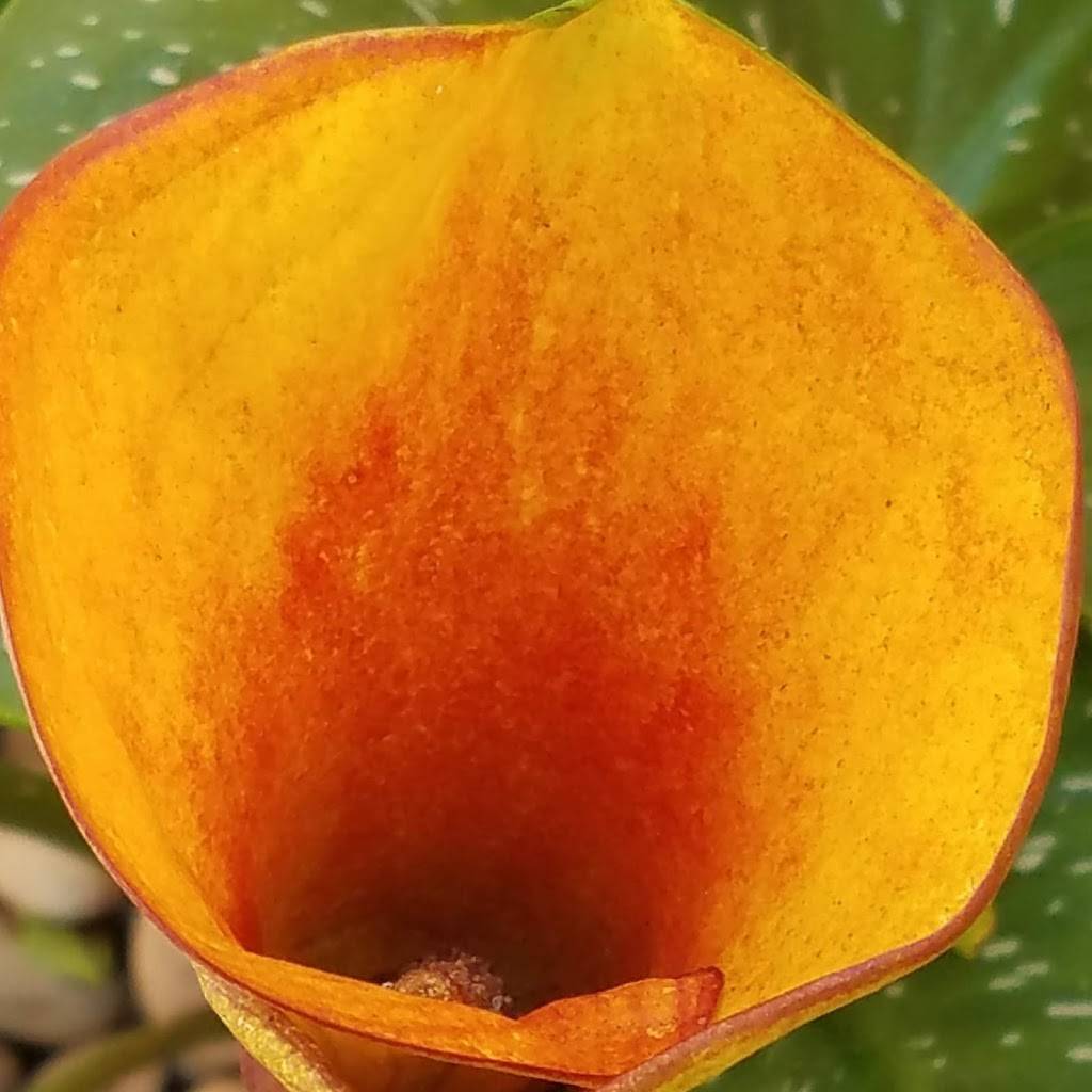 Los Cabos Mexican & Seafood | restaurant | 760 E Vista Way, Vista, CA 92084, USA | 7607245952 OR +1 760-724-5952