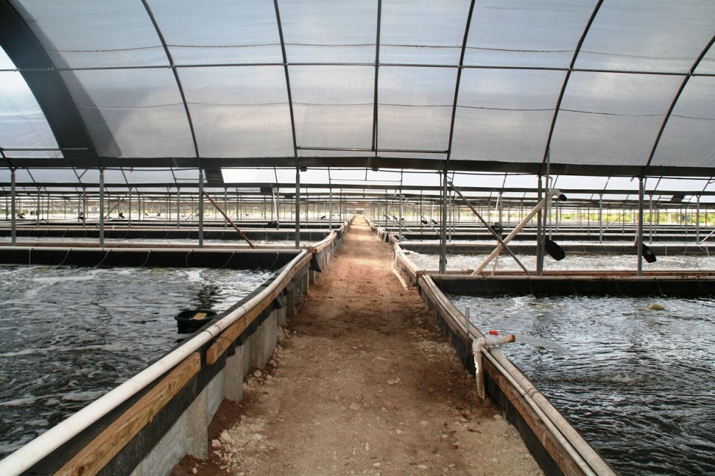 American Mariculture, Inc. Sun Shrimp | restaurant | 9703 Stringfellow Rd, St James City, FL 33956, USA | 2392604720 OR +1 239-260-4720