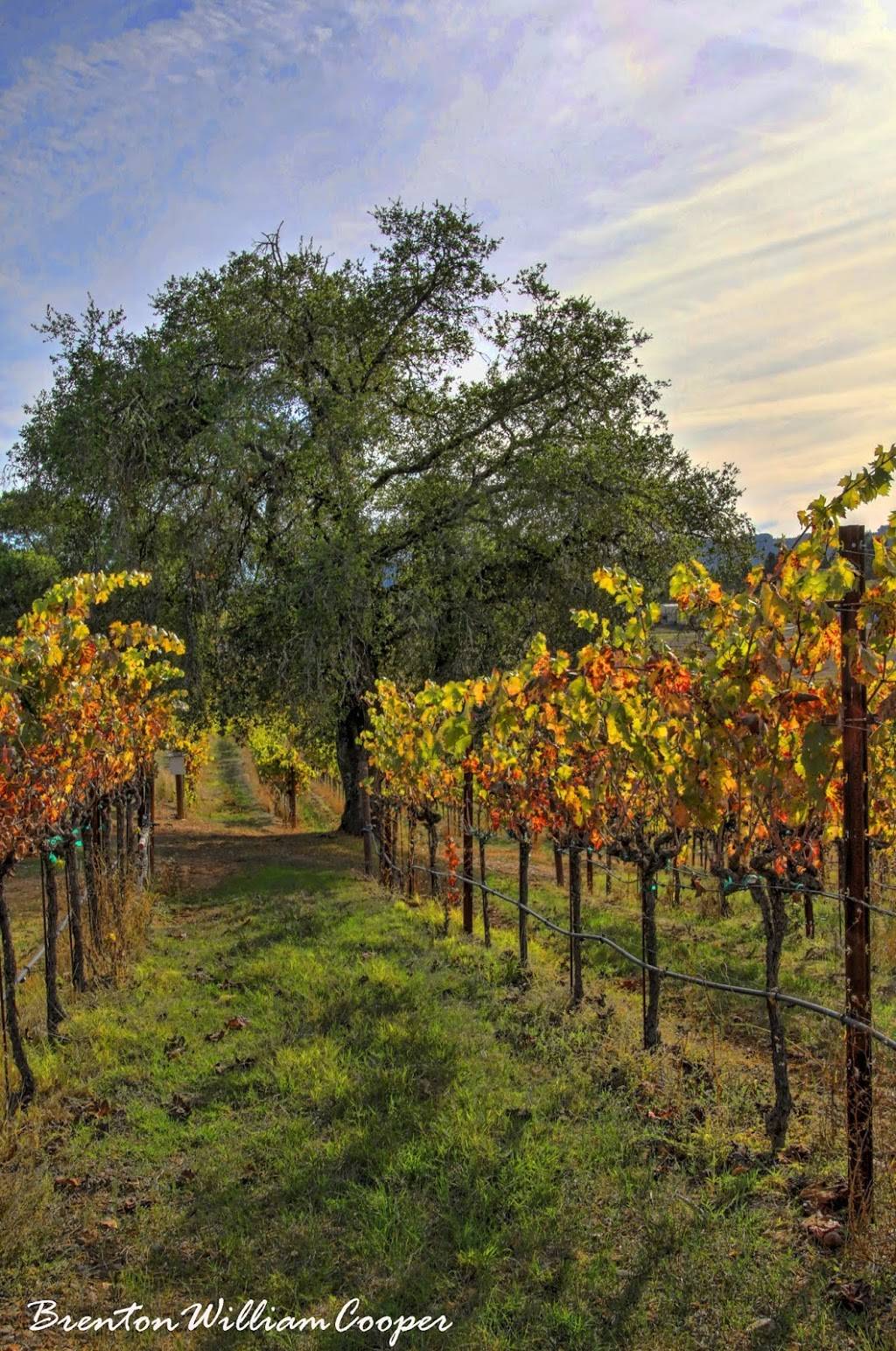 Trinchero Napa Valley Winery | restaurant | 3070 St Helena Hwy, St Helena, CA 94574, USA | 7079631160 OR +1 707-963-1160