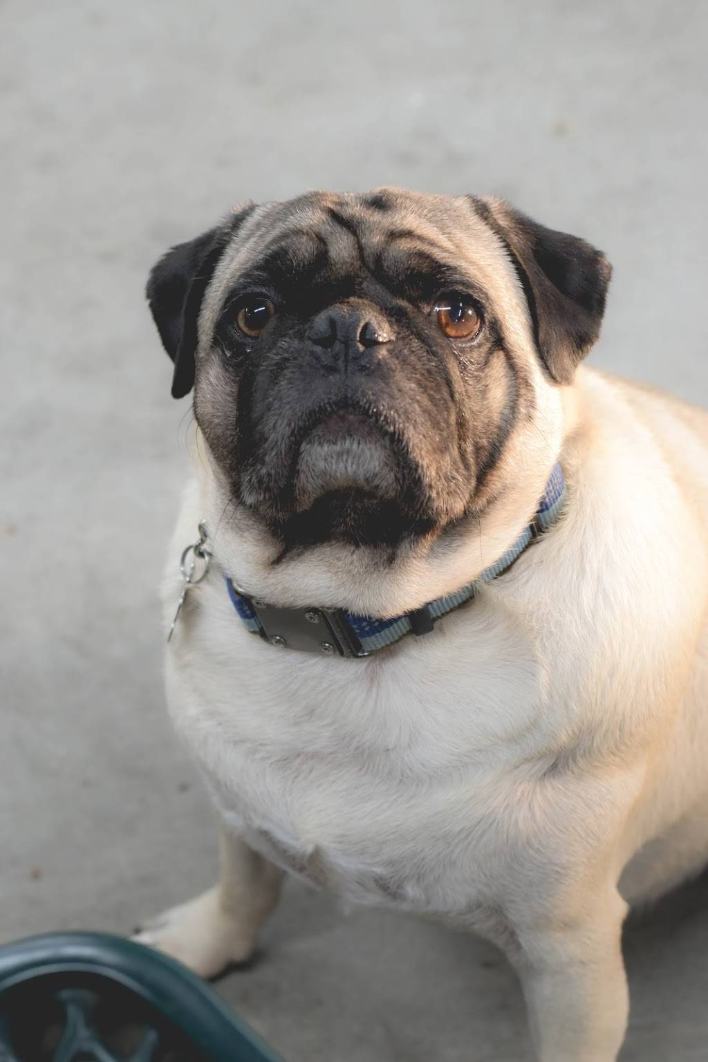 Sonic Drive-In | restaurant | 263 W Shaw Ave, Clovis, CA 93612, USA | 5593229600 OR +1 559-322-9600