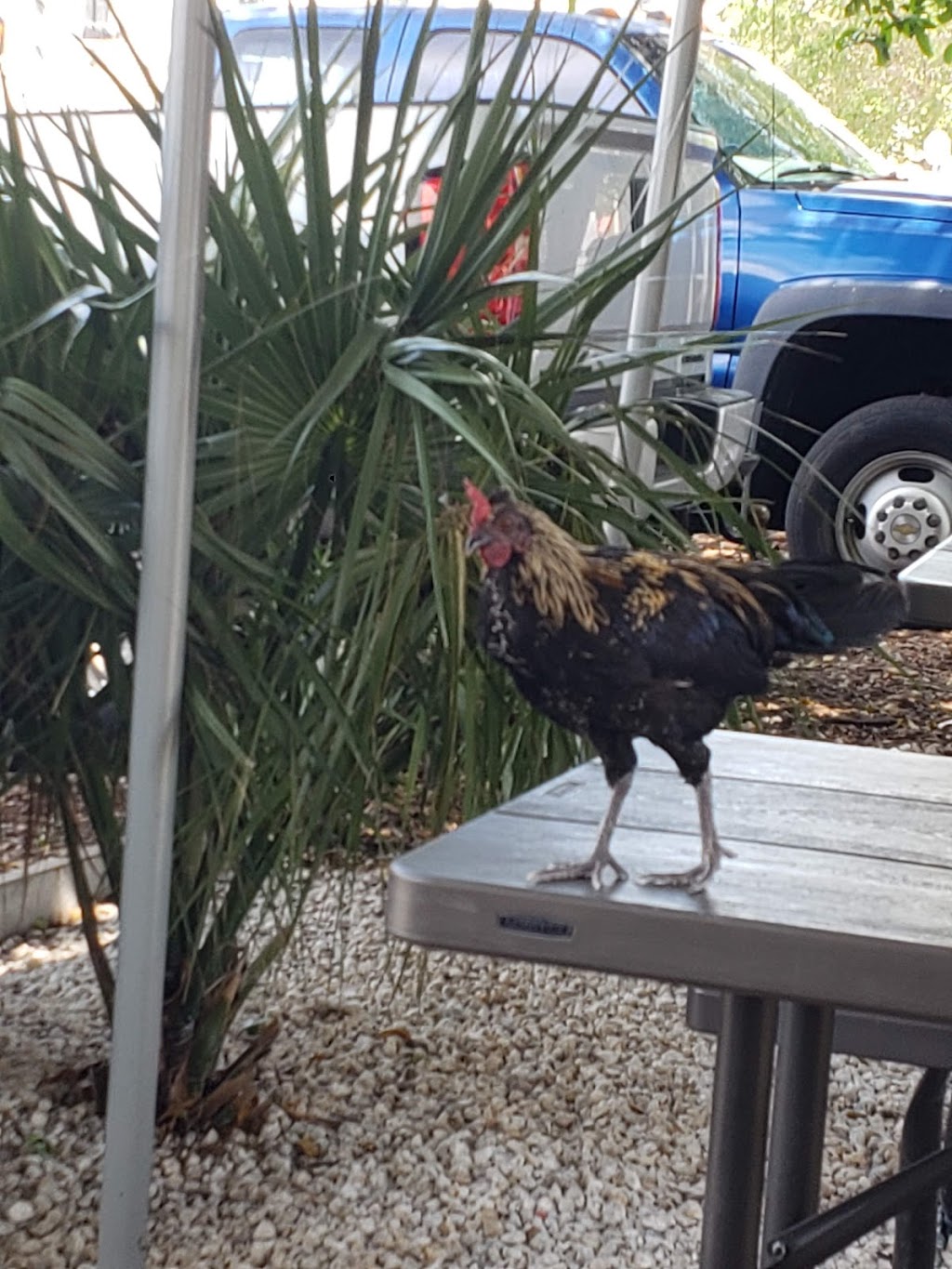 Cinco hermanos taqueria | restaurant | 18398 S Dixie Hwy, Miami, FL 33157, USA | 3053004052 OR +1 305-300-4052