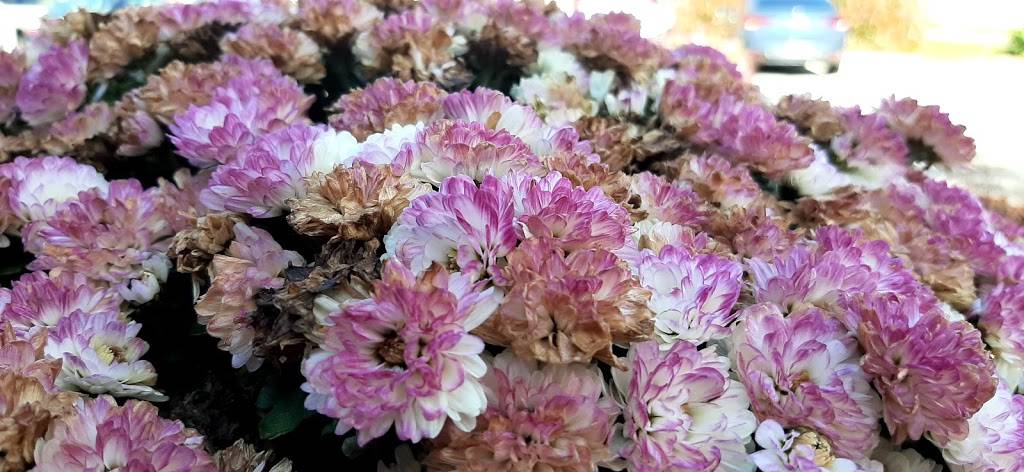 Italian Cortina Club Inc. | restaurant | 22 Kevco Pl, Kitchener, ON N2C 2G5, Canada | 5198943852 OR +1 519-894-3852