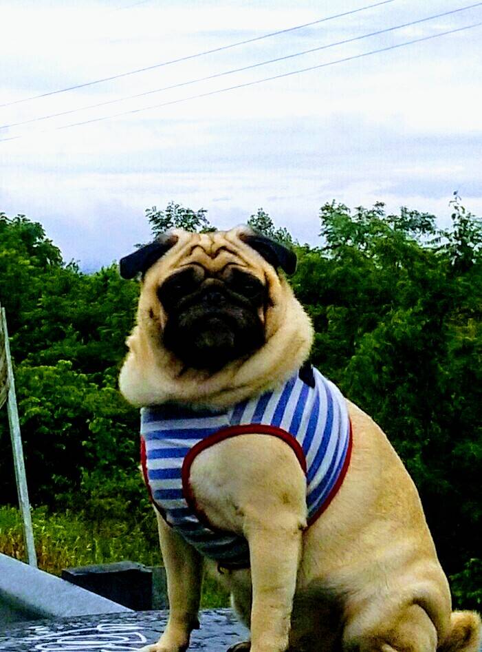 Checkers | restaurant | 12600 US-301, Dade City, FL 33525, USA | 3525679717 OR +1 352-567-9717