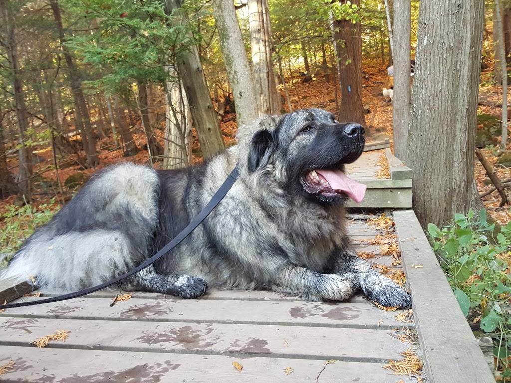 Shoeless Joes | restaurant | 367 Guelph St, Georgetown, ON L7G 4B6, Canada | 9058733157 OR +1 905-873-3157