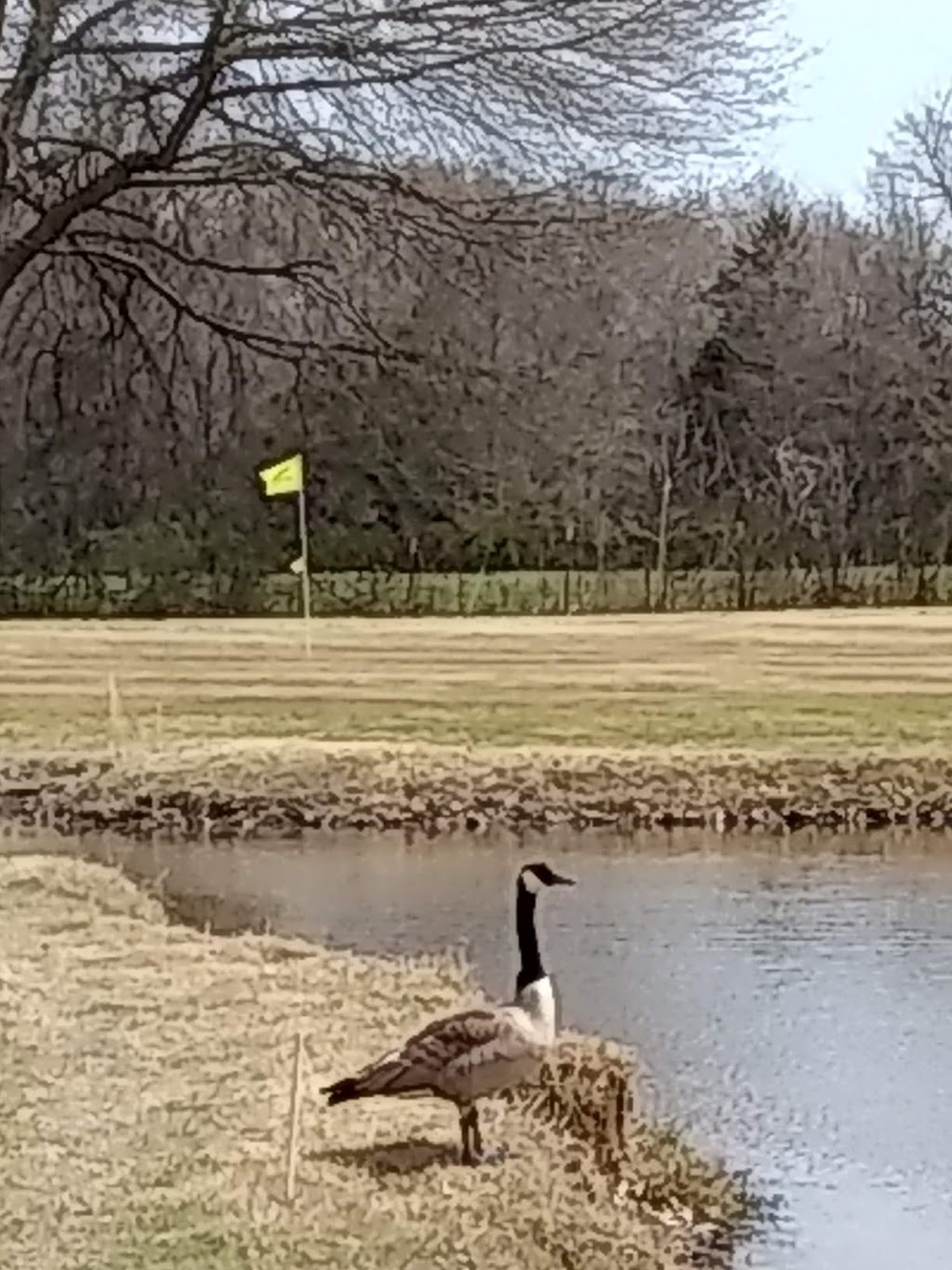 Galla Creek Golf Course & Country Club | restaurant | 141 Golf Club Ln, Pottsville, AR 72858, USA | 4798906653 OR +1 479-890-6653