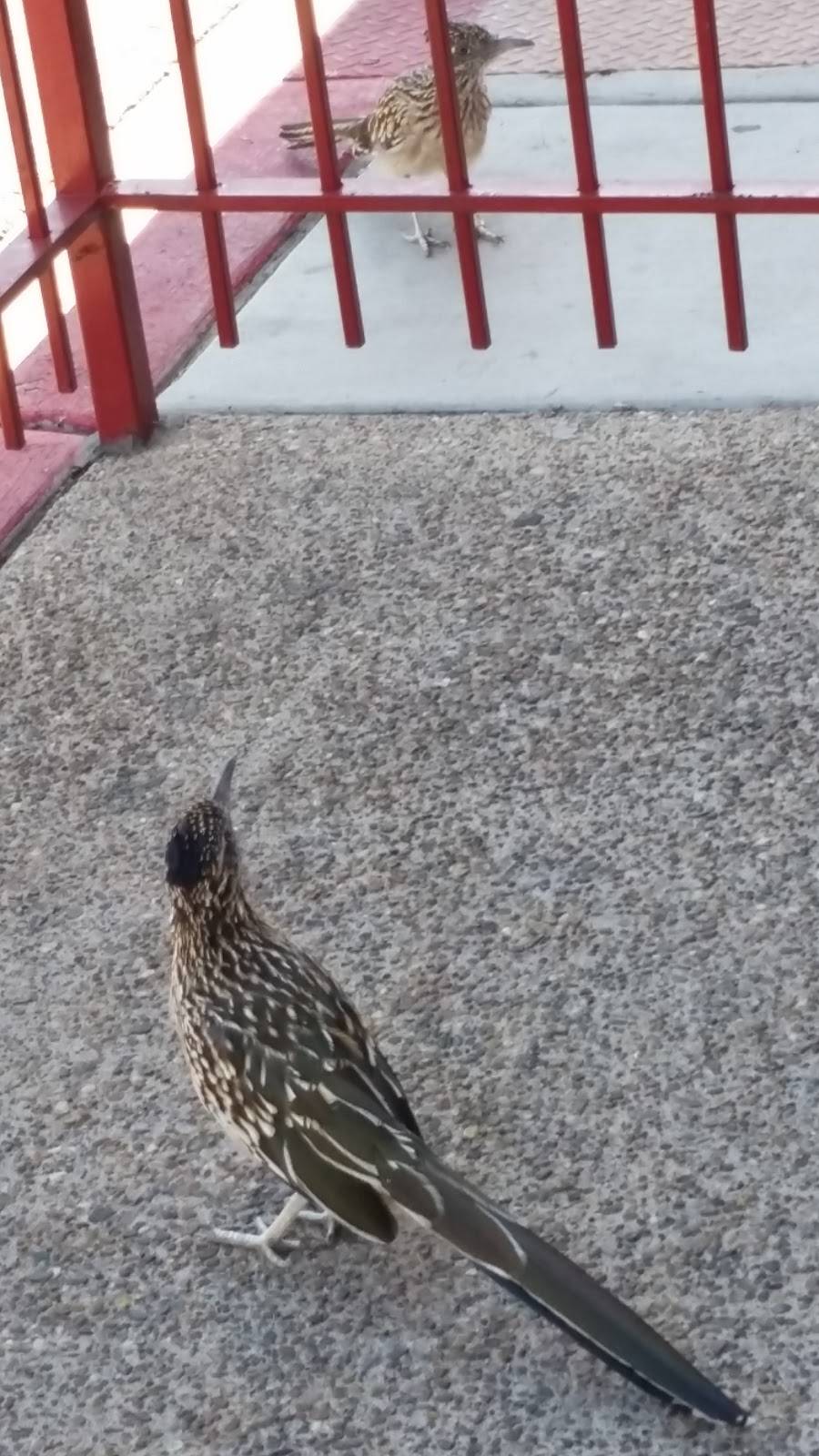 Wendys | restaurant | 8100 Louisiana Blvd NE, Albuquerque, NM 87113, USA | 5057960335 OR +1 505-796-0335