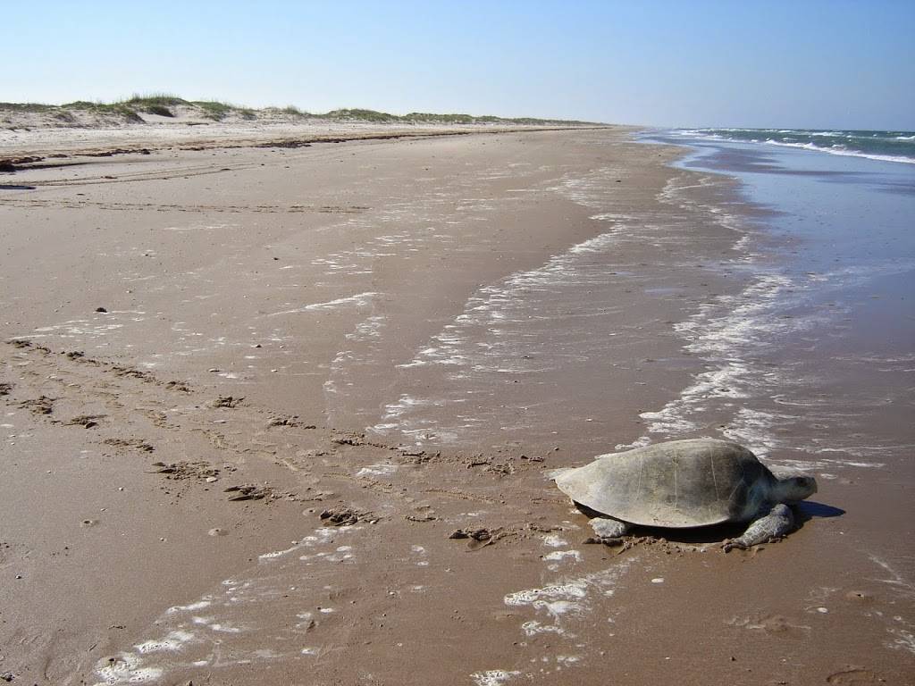 Hartz Chicken Buffet | restaurant | 105 Brazosport Boulevard North # B # B, Clute, TX 77531, USA | 9792651045 OR +1 979-265-1045