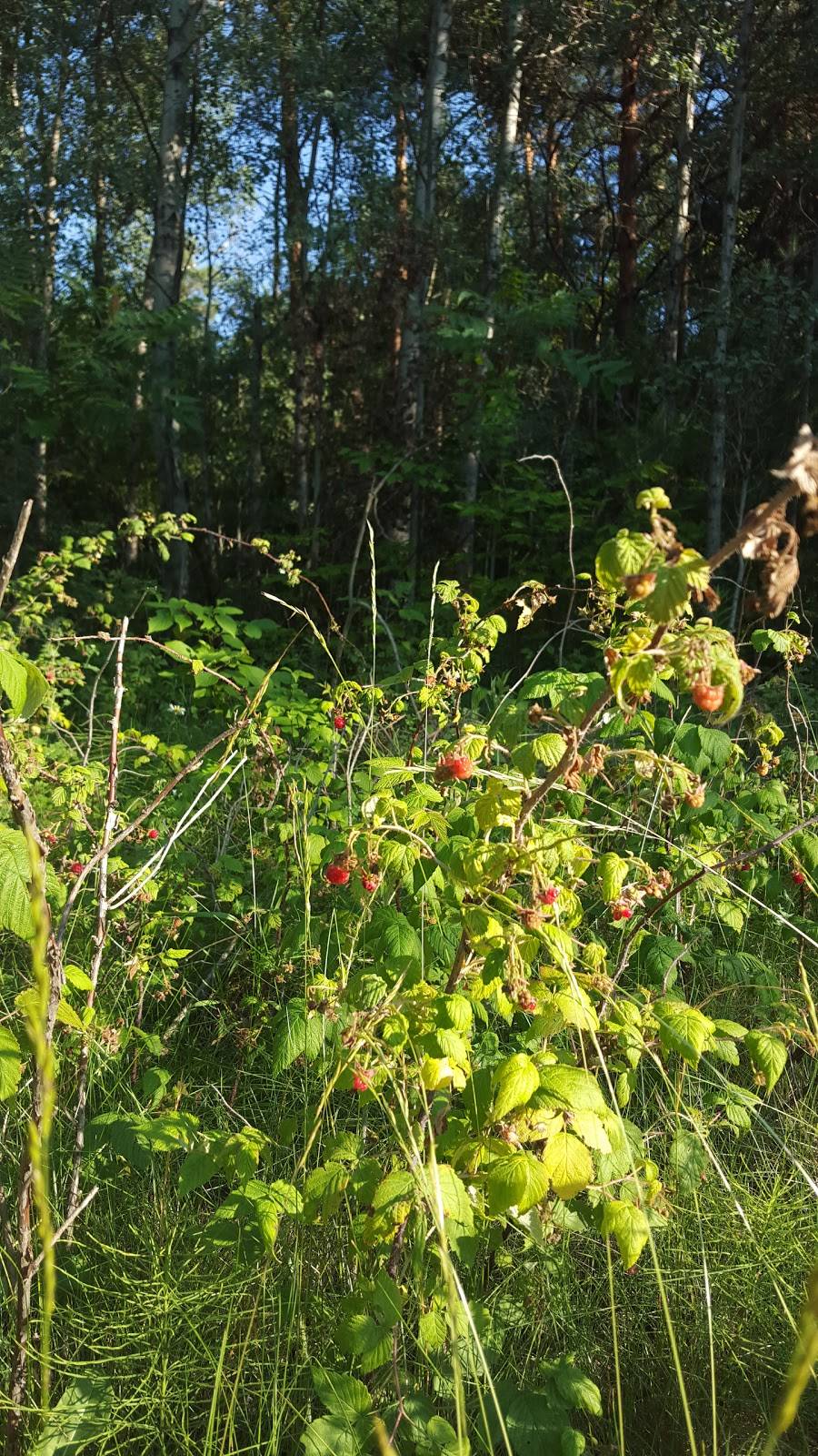 Foxbridge Golf Course | restaurant | 350 Reach St, Uxbridge, ON L9P 1R4, Canada | 9058527962 OR +1 905-852-7962