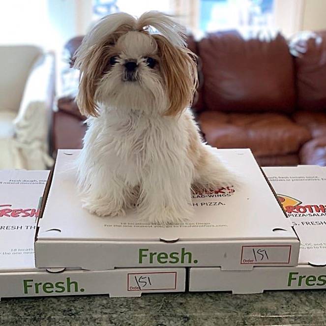 Fresh Brothers Corporate Office | restaurant | 11120 Hindry Ave, Los Angeles, CA 90045, USA | 3106420533 OR +1 310-642-0533