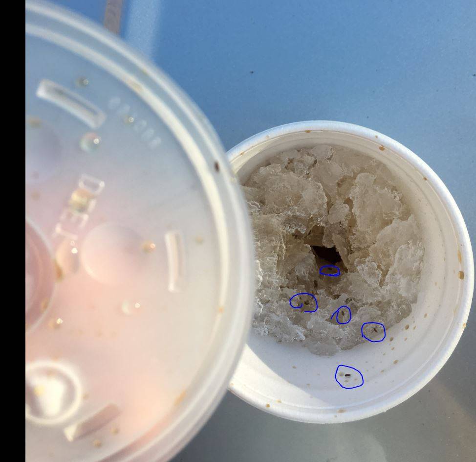 Dairy Kream | restaurant | 796 E Main St, Tupelo, MS 38804, USA | 6628427838 OR +1 662-842-7838