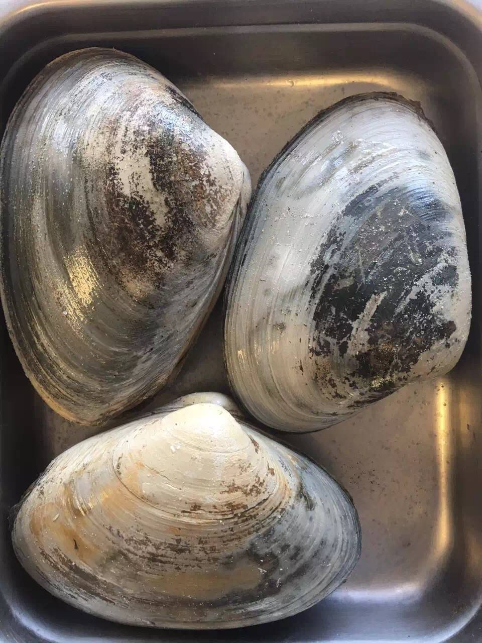 WILD ATLANTIC SEAFOOD | restaurant | 622 Cassat Ave, Jacksonville, FL 32205, USA | 9045517595 OR +1 904-551-7595