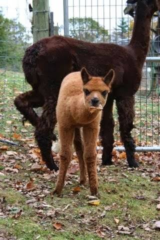 Gilmanton Winery and Restaurant | restaurant | 528 Meadow Pond Rd, Gilmanton, NH 03237, USA | 6032678251 OR +1 603-267-8251