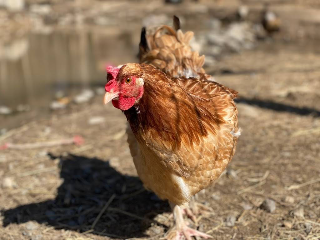 Stonehills | restaurant | 77 Mill Hook Rd, Accord, NY 12404, USA | 8453776015 OR +1 845-377-6015