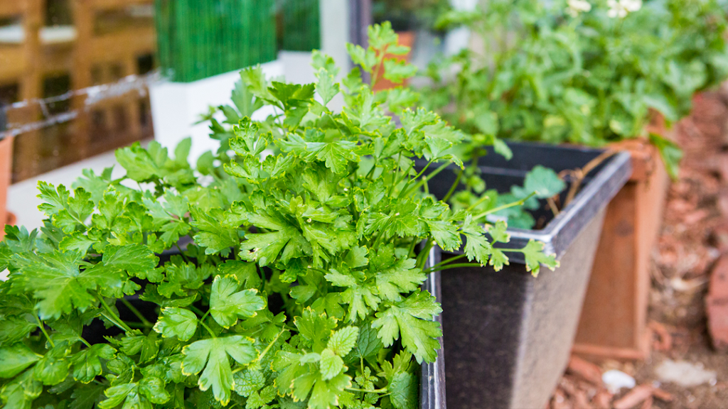 Freshwater | restaurant | 3711 SW Trafficway, Kansas City, MO 64111, USA | 8168200296 OR +1 816-820-0296