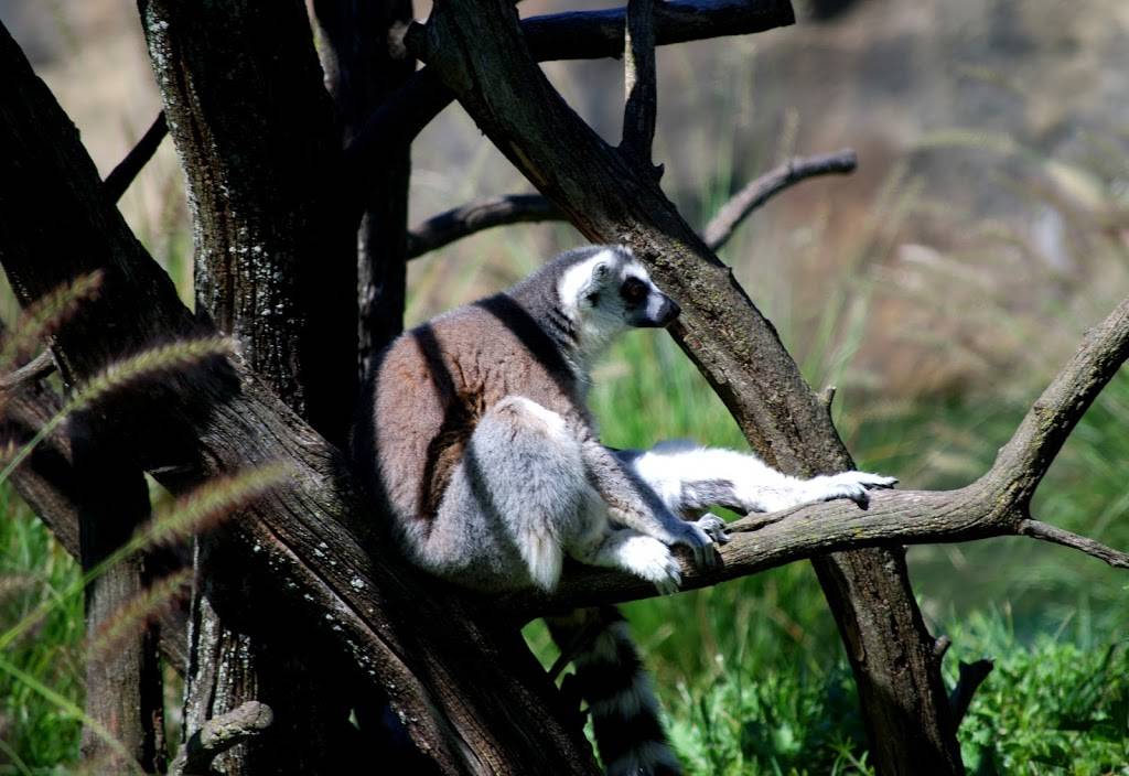 West Side Cafe | restaurant | 1200 W Washington St, Indianapolis, IN 46222, USA | 3176302001 OR +1 317-630-2001