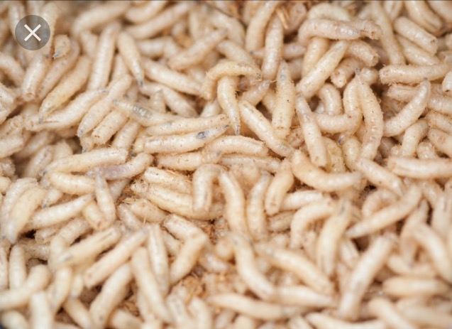 Burger King | restaurant | 1701 Douglas Ave, Brewton, AL 36426, USA | 2513141976 OR +1 251-314-1976