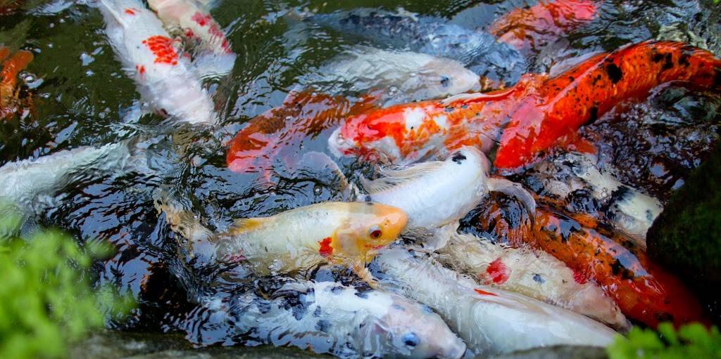 Tokyo Garden | Japanese Restaurant | restaurant | 3320 S Fairway St, Visalia, CA 93277, USA | 5596250638 OR +1 559-625-0638