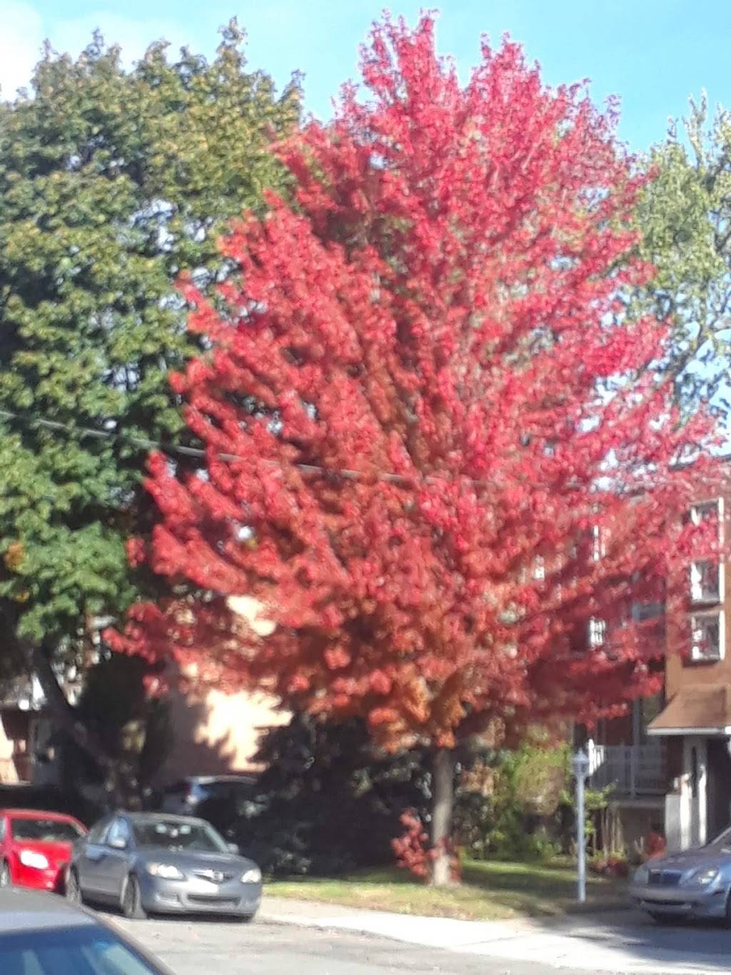 Restaurant Les Deux Copains | restaurant | 2201 Rue Fleury E, Montréal, QC H2B 1K5, Canada | 5145083131 OR +1 514-508-3131