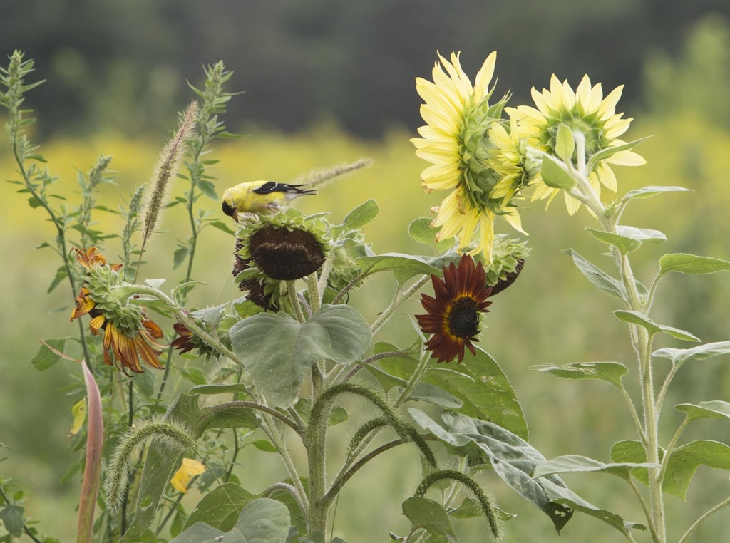 River Saint Joe | restaurant | 15475 Walton Rd, Buchanan, MI 49107, USA | 2694098015 OR +1 269-409-8015