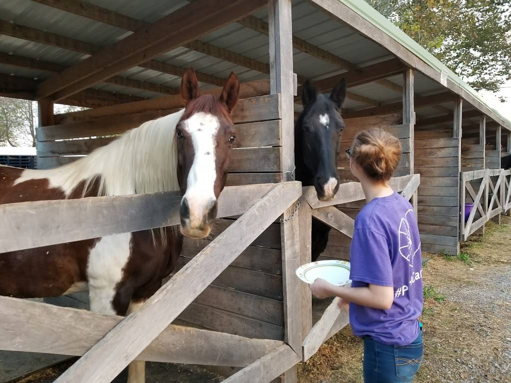 Double M Campground | restaurant | 5320 Thacker Hollow Rd, Junction, IL 62954, USA | 6182754440 OR +1 618-275-4440