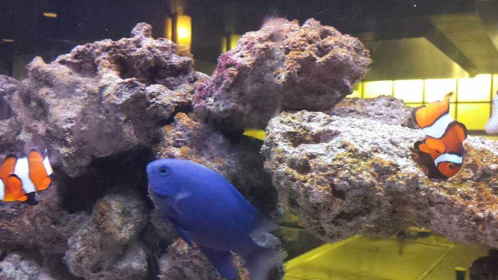 Tokyo Japanese Steak House Inc | restaurant | 511 N Rangeline Rd, Joplin, MO 64801, USA | 4177819888 OR +1 417-781-9888