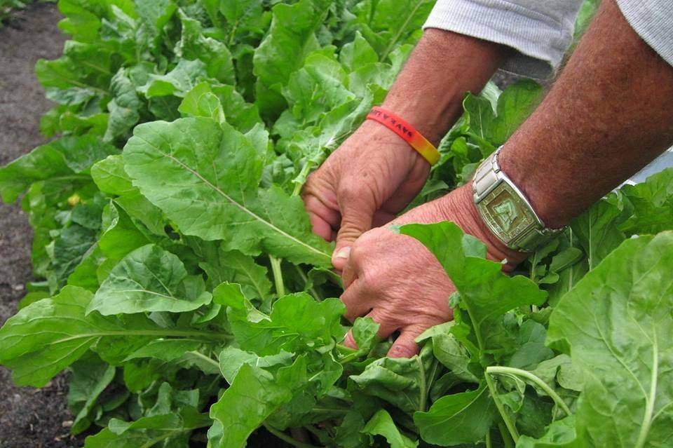 Chefs Table at the Edgewater & Tasting Room | restaurant | 99 W Plant St, Winter Garden, FL 34787, USA | 4072304837 OR +1 407-230-4837