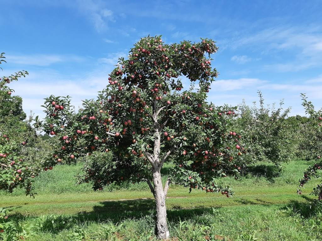 Vergers Cassidy | restaurant | ,JOS-1EO, 2910 QC-202, Franklin, QC J0S 1E0, Canada | 4508272000 OR +1 450-827-2000