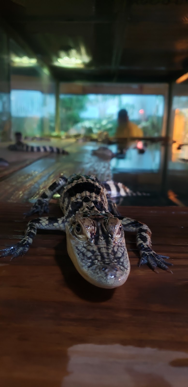 Fudpuckers | restaurant | 20001 Emerald Coast Pkwy, Destin, FL 32541, USA | 2816526123 OR +1 281-652-6123