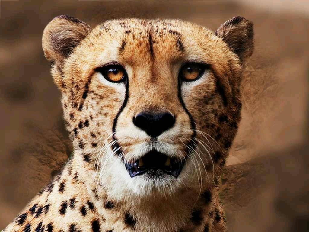 Burger King | restaurant | 4700 N Broad St, Philadelphia, PA 19141, USA | 2158393935 OR +1 215-839-3935