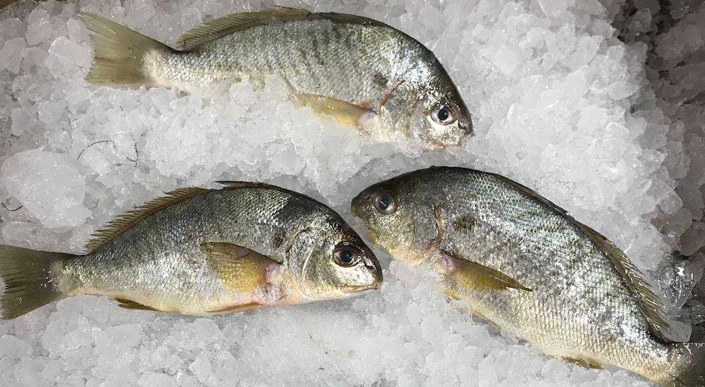 The Colonial Trail Seafood Market | restaurant | 580 Colonial Trail E, Surry, VA 23883, USA | 7572940580 OR +1 757-294-0580