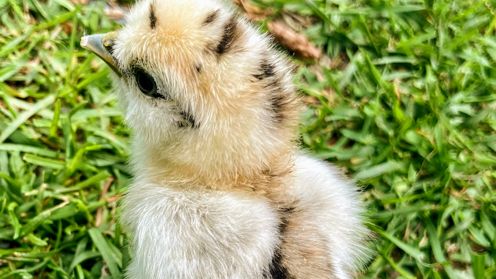 Sunny Side Silkies | restaurant | 7630 Center St, Emerald, PA 18080, USA | 4845535468 OR +1 484-553-5468