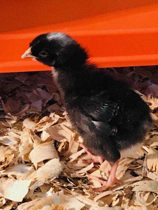 Island Farms | restaurant | 32537 Forest Dr, DeLand, FL 32720, USA | 3867534322 OR +1 386-753-4322