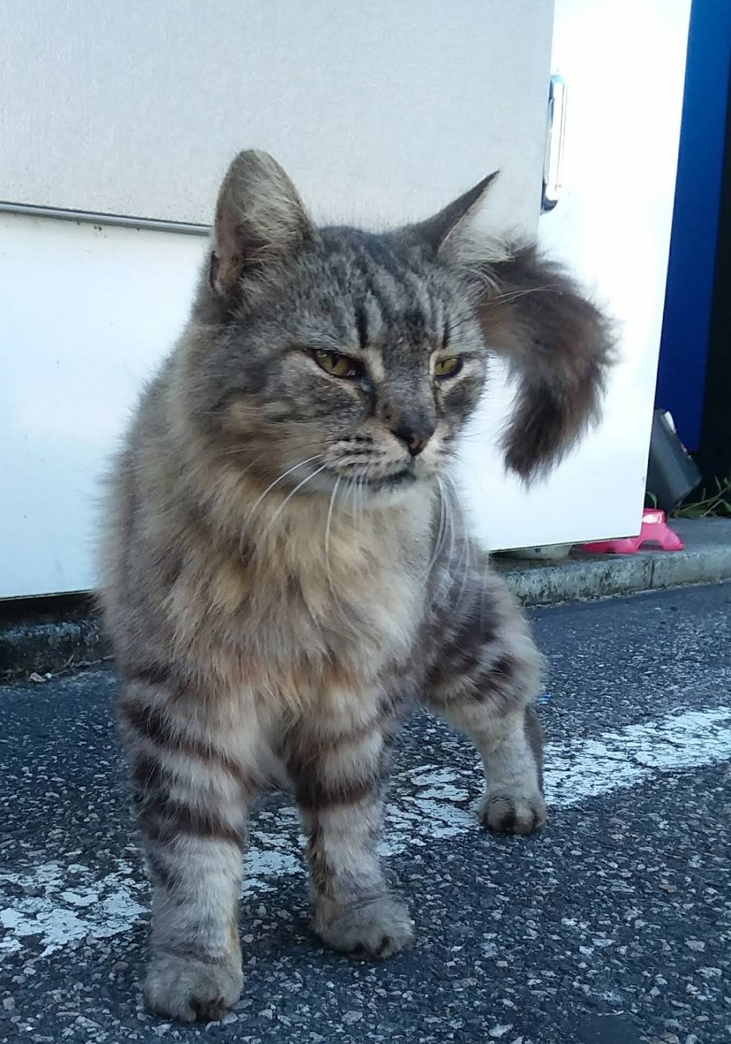 Whites Shopping Center | restaurant | 7395 US-64, Manns Harbor, NC 27953, USA | 2524732256 OR +1 252-473-2256