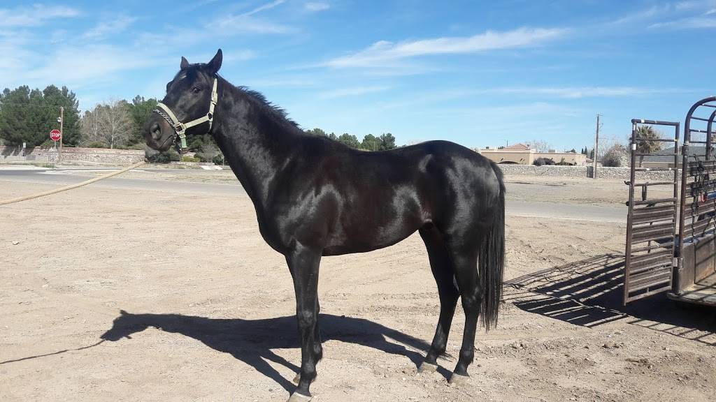 San Isidro Mission Cafe | cafe | 1071 Country Club Rd, El Paso, TX 79932, USA | 9158458400 OR +1 915-845-8400