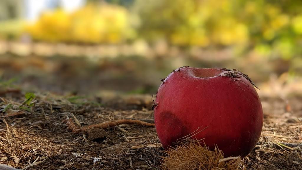 Smokey Ridge Ranch - Apple Hill #133 | restaurant | 2160 Carson Rd, Placerville, CA 95667, USA | 5306265077 OR +1 530-626-5077