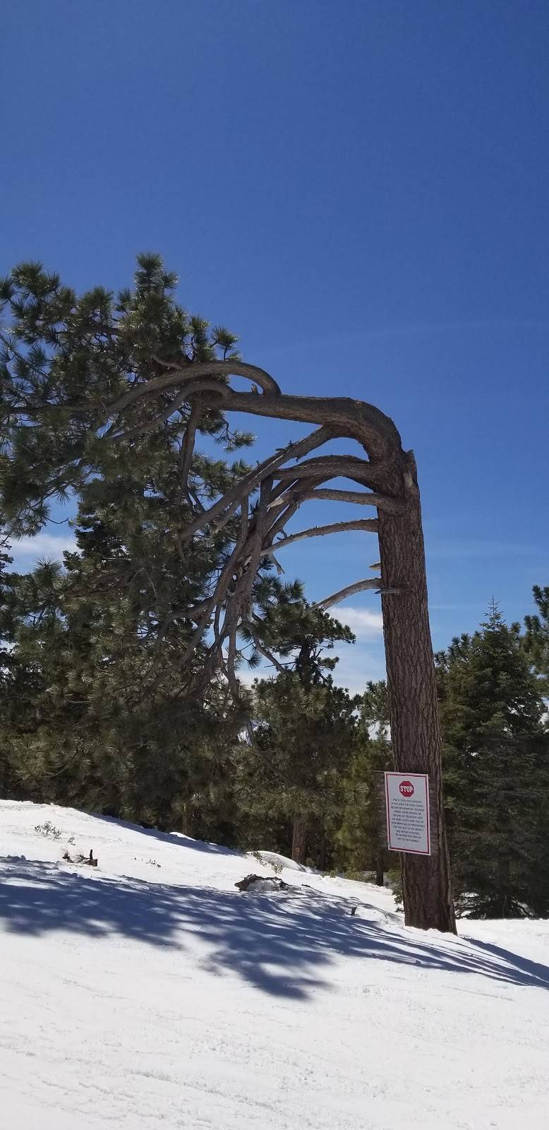 Hog on the Rocks | restaurant | 880 Summit Blvd #2110, Big Bear Lake, CA 92315, USA | 9098665766 OR +1 909-866-5766