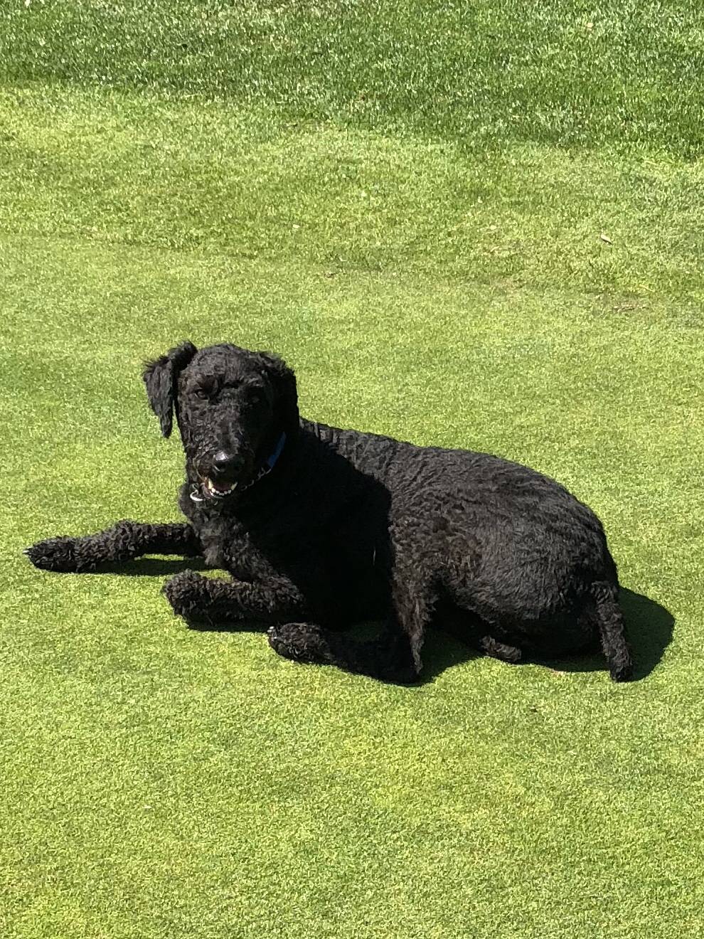 Forest Hills Golf Course | restaurant | 6242, 36260 SW Tongue Ln, Cornelius, OR 97113, USA | 5033573347 OR +1 503-357-3347