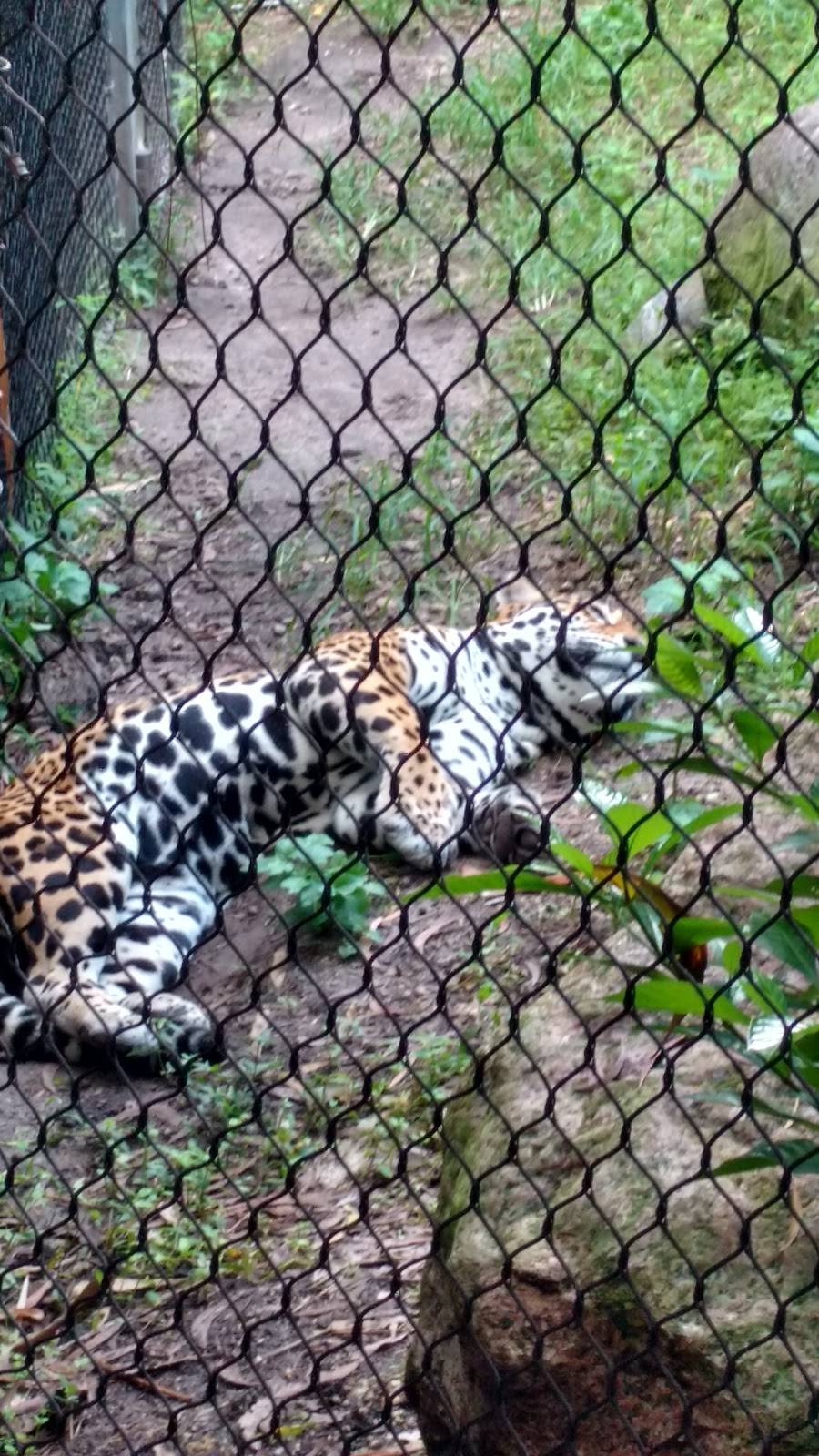 Fiesta Cafe | cafe | 12400 SW 152nd St, Miami, FL 33177, USA | 3052510400 OR +1 305-251-0400