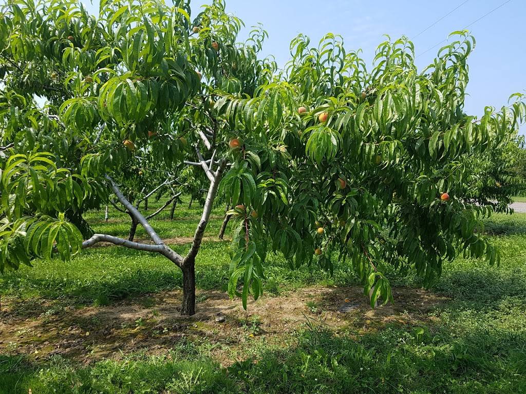 Mings Garden | restaurant | 4630 Victoria Ave, Vineland Station, ON L0R 2E0, Canada | 9055626888 OR +1 905-562-6888