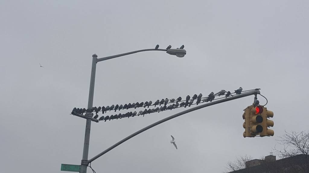 UZ Corner Coffee Shop | restaurant | 54-01 99th St, Corona, NY 11368, USA | 7186997626 OR +1 718-699-7626