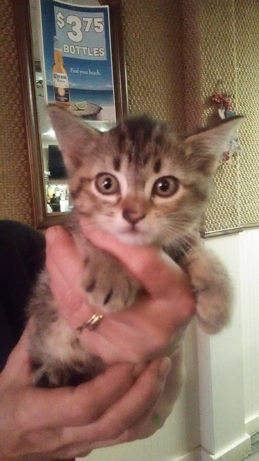 Taqueria La Cabana | restaurant | 6545 E Main St, Eau Claire, MI 49111, USA | 2694616730 OR +1 269-461-6730