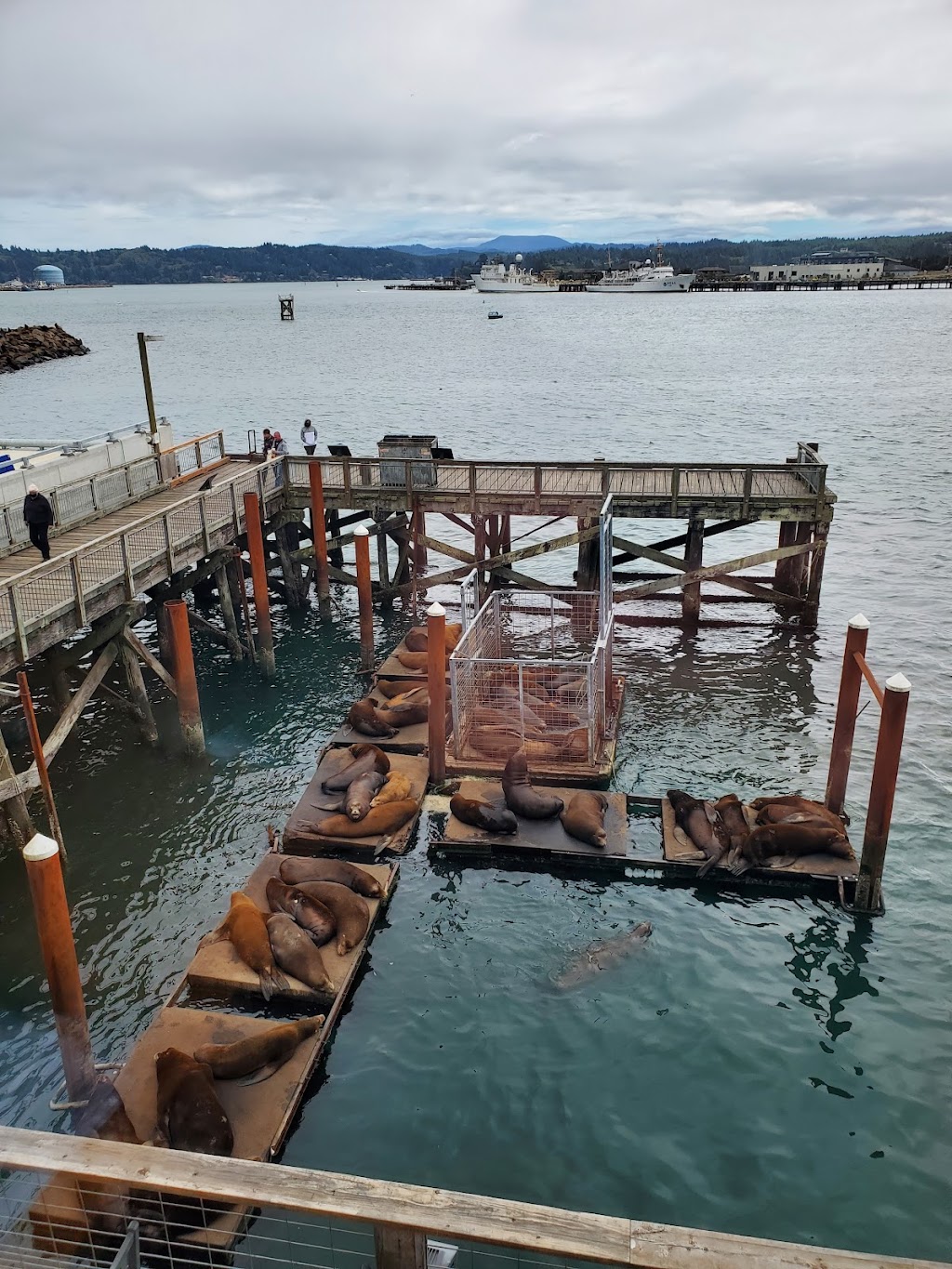 Clearwater Restaurant | restaurant | 325 SW Bay Blvd., Newport, OR 97365, USA | 5412725550 OR +1 541-272-5550