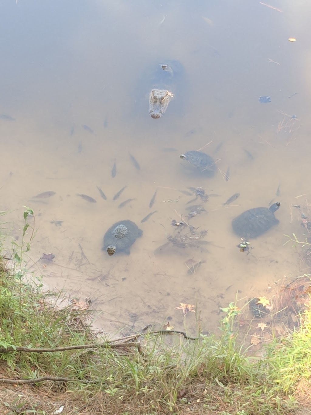 Backwoods Saloon | restaurant | 230 Lexington Ct, Conroe, TX 77385, USA | 9362730203 OR +1 936-273-0203