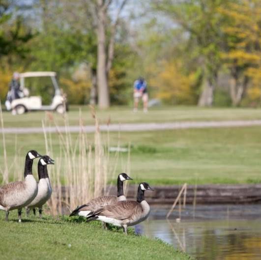 Forest Golf Club and Inn | restaurant | 102 Main Street South, Forest, ON N0N 1J0, Canada | 8888338787 OR +1 888-833-8787