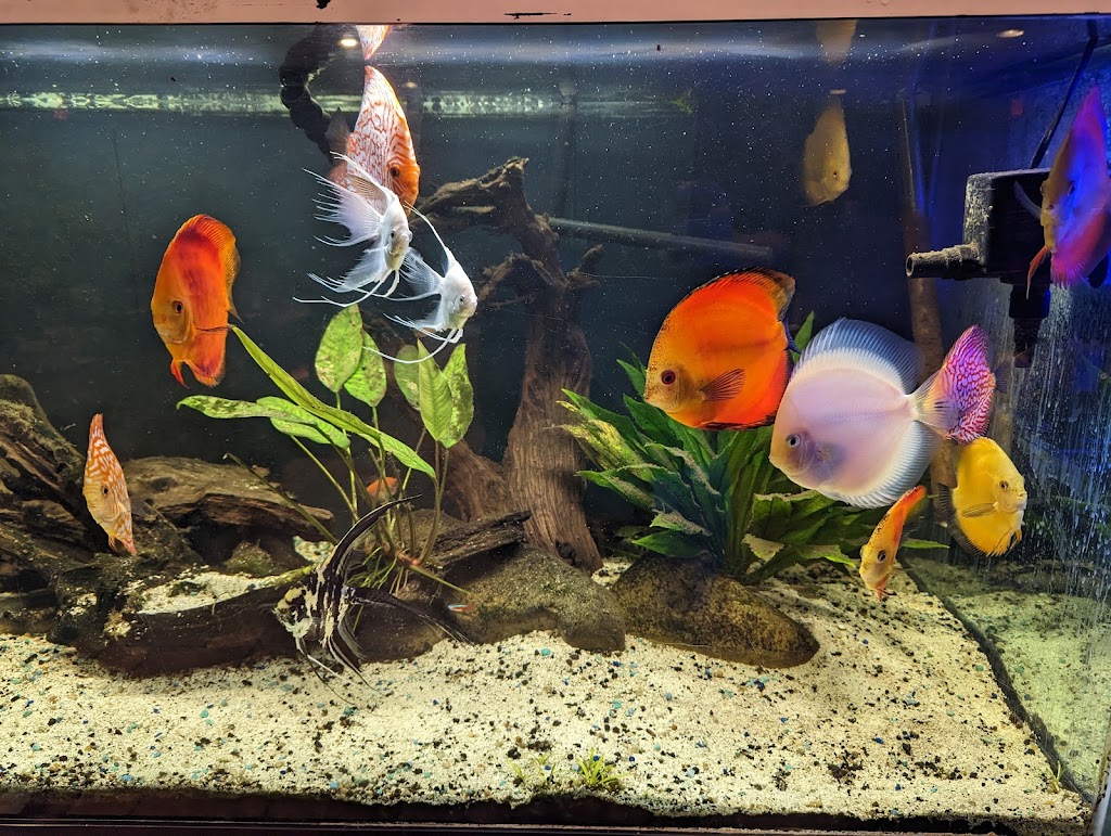 Pho Thinh | restaurant | 6022 N Division St, Spokane, WA 99208, USA | 5094890411 OR +1 509-489-0411