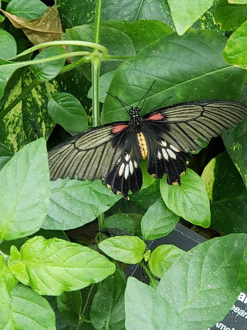Cambridge Butterfly Conservatory | restaurant | 2500 Kossuth Rd, Cambridge, ON N3H 4R7, Canada | 5196531234 OR +1 519-653-1234