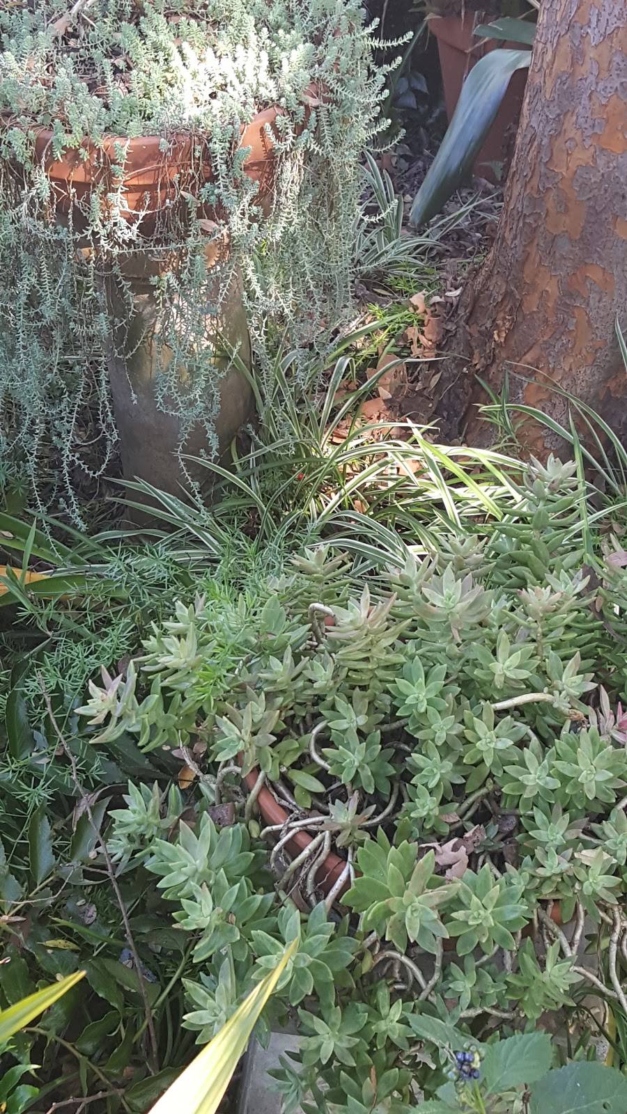 Antique Rose Ville | restaurant | 2007 Freyou Rd, New Iberia, LA 70560, USA | 3373673000 OR +1 337-367-3000